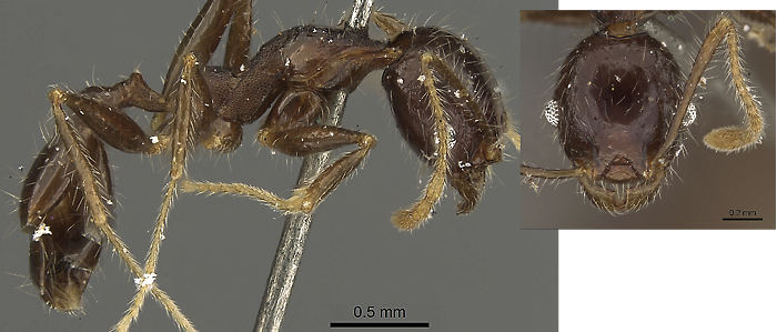 {Pheidole aurivillii minor}