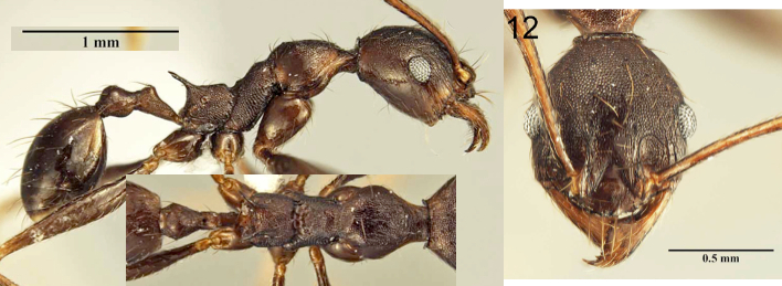 Pheidole batrachorum minor