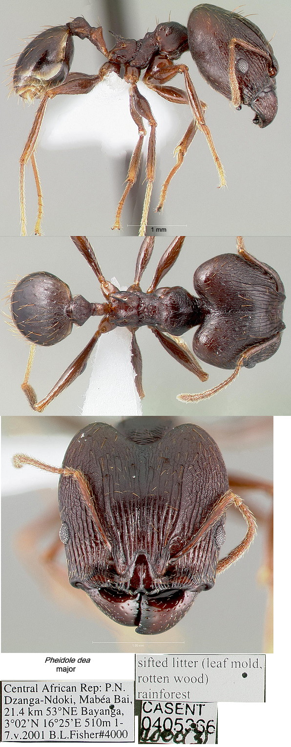 {Pheidole batrachorum}