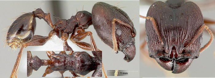 Pheidole batrachorum