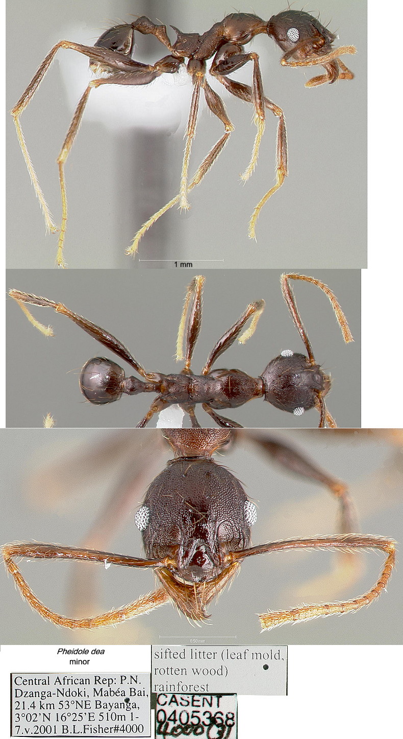 {Pheidole batrachorum minor}