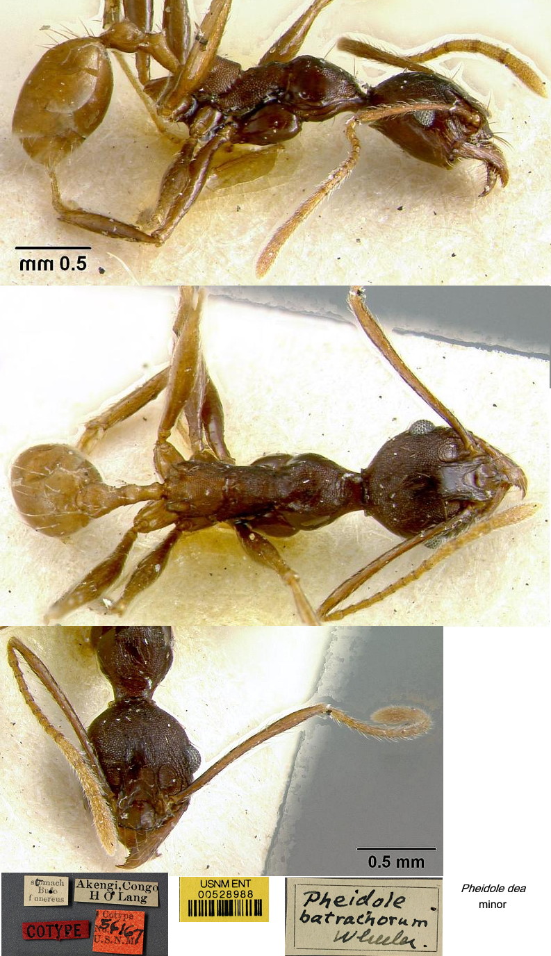 {Pheidole dea batrachorum minor}