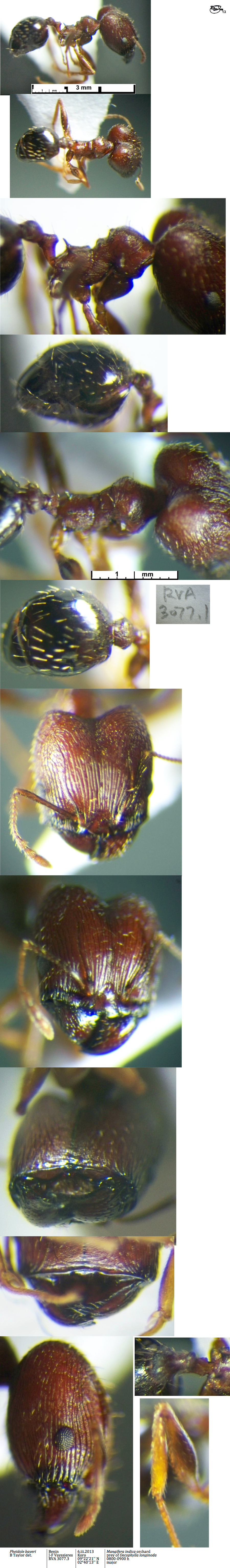 {Pheidole bayeri}