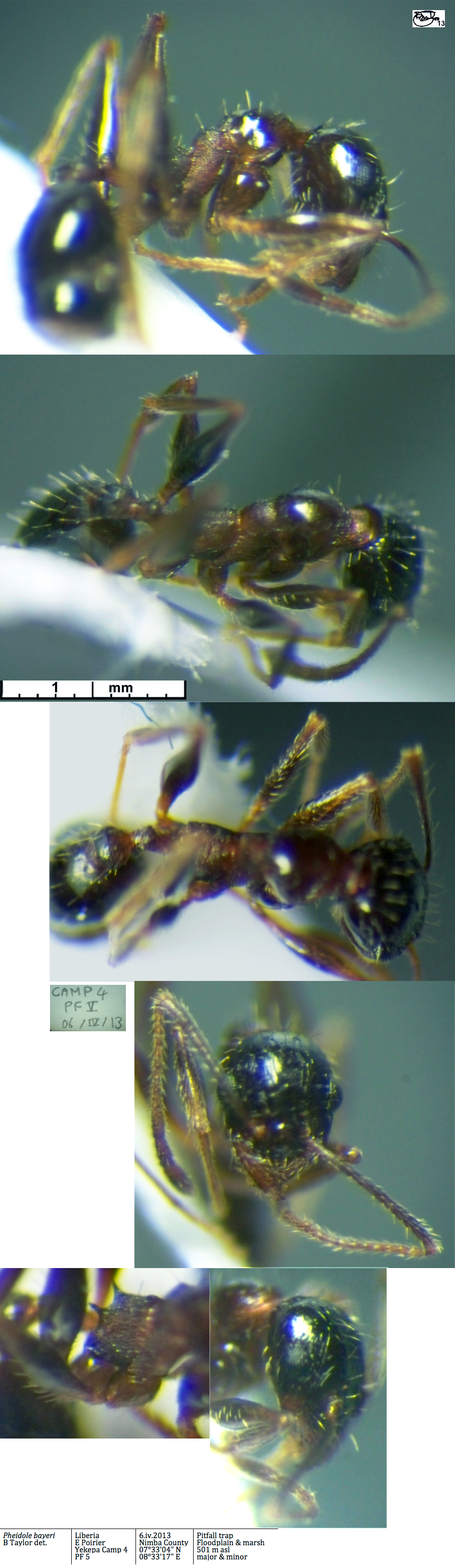 {Pheidole bayeri}