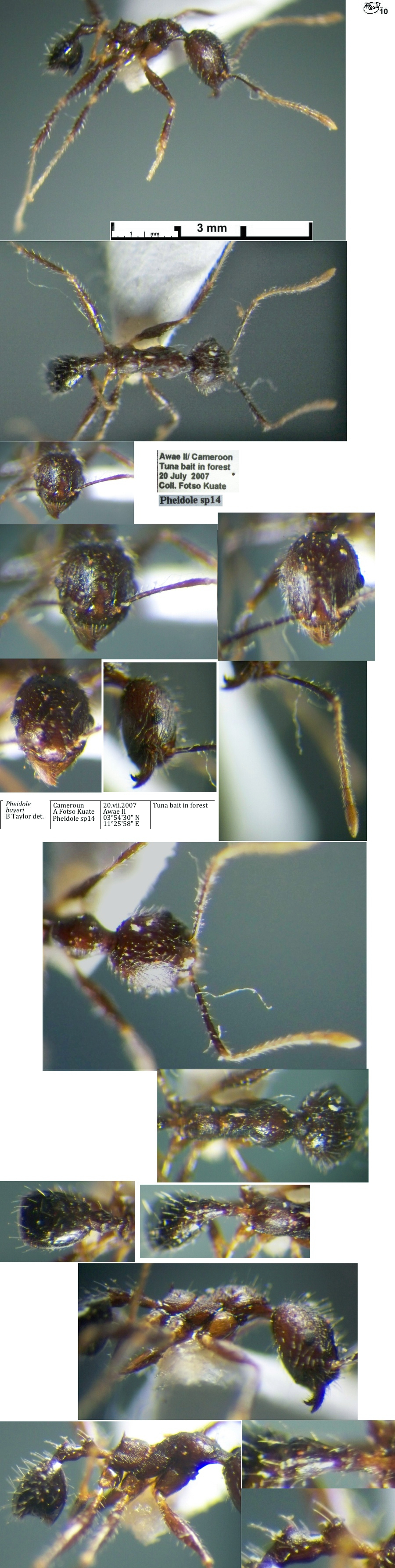 {Pheidole bayeri}