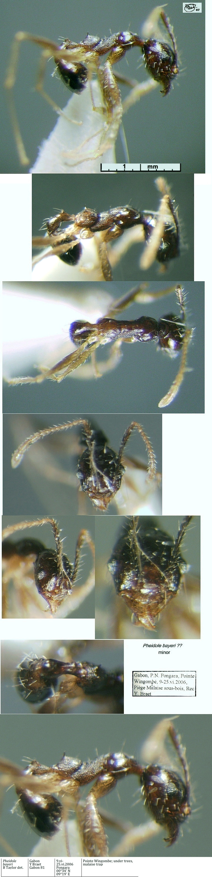 {Pheidole bayeri}