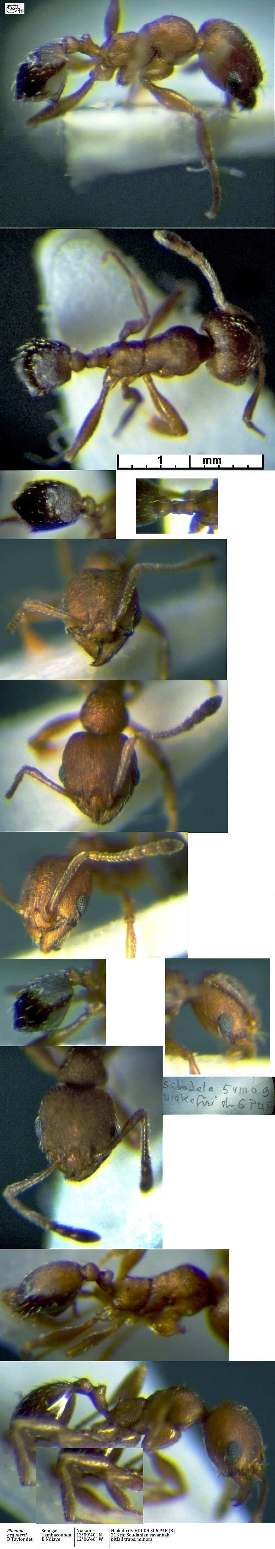 {Pheidole bequaerti}