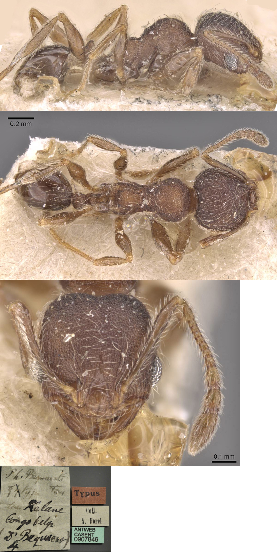 {Pheidole bequaerti minor