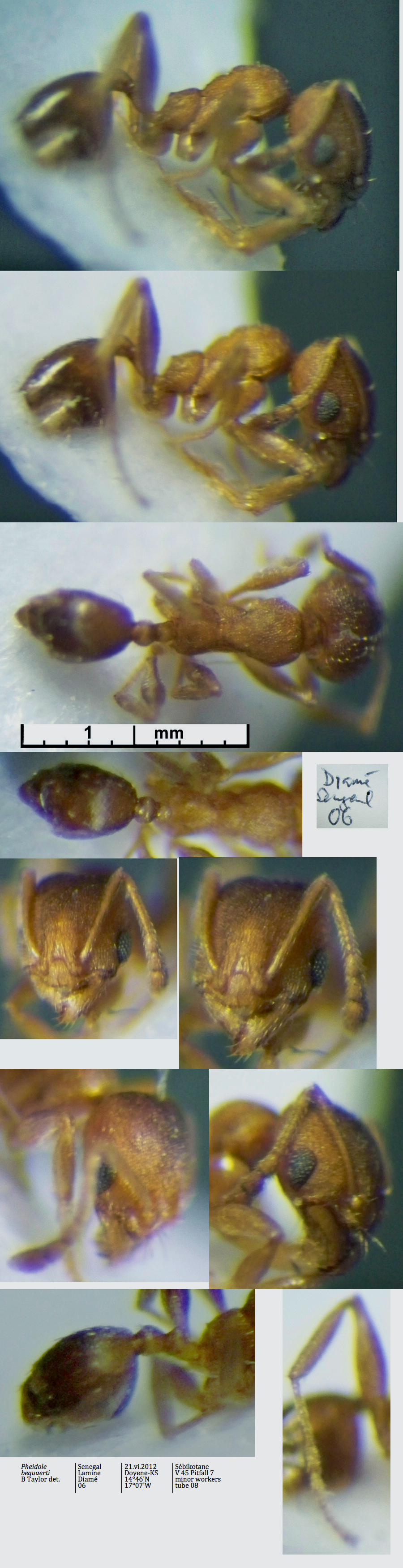 {Pheidole bequaerti}