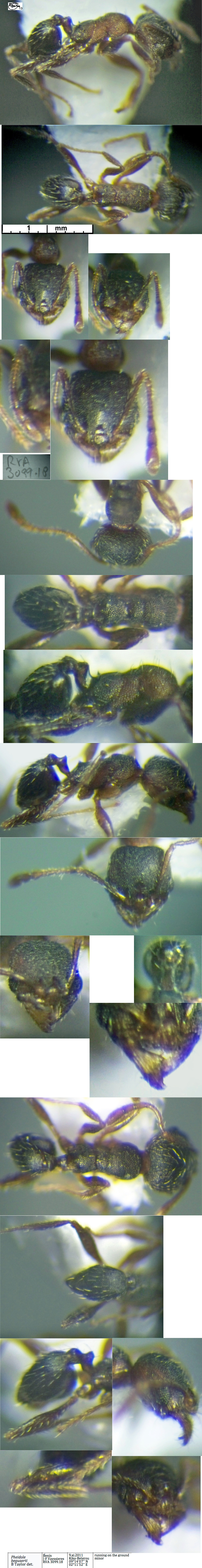 {Pheidole bequaerti minor}