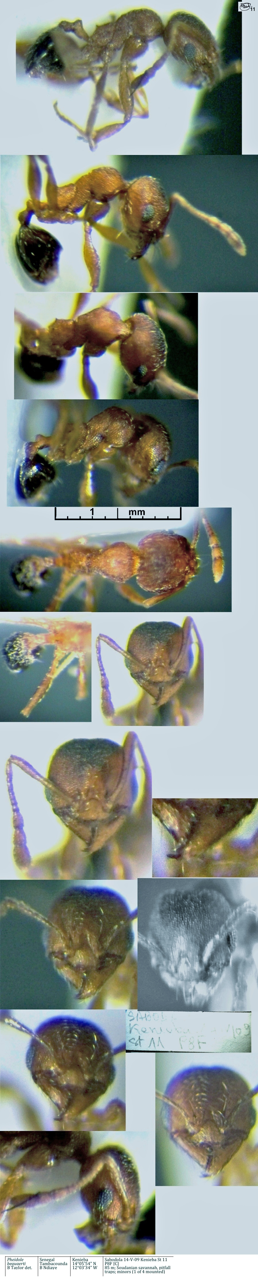 {Pheidole bequaerti}