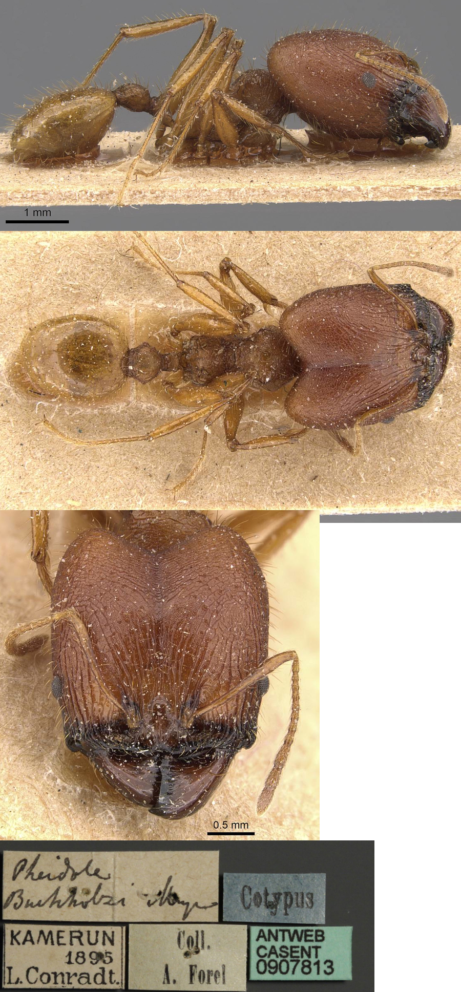 {Pheidole buchholzi major}