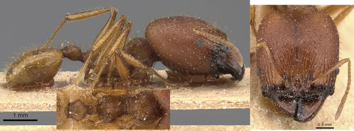 Pheidole buchholzi