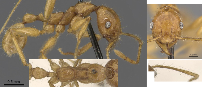 Pheidole buchholzi minor