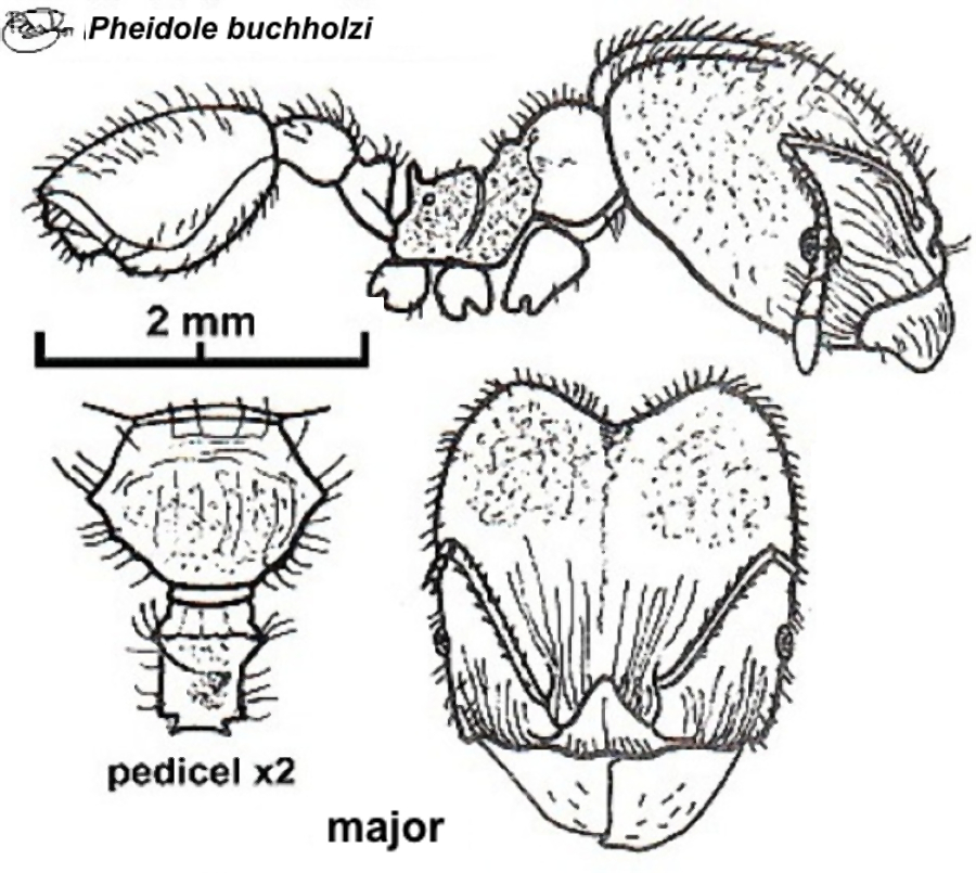 {Pheidole speculifera major BT}