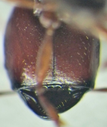{Pheidole bochholzi