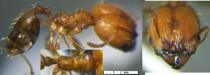 Pheidole abyssinica