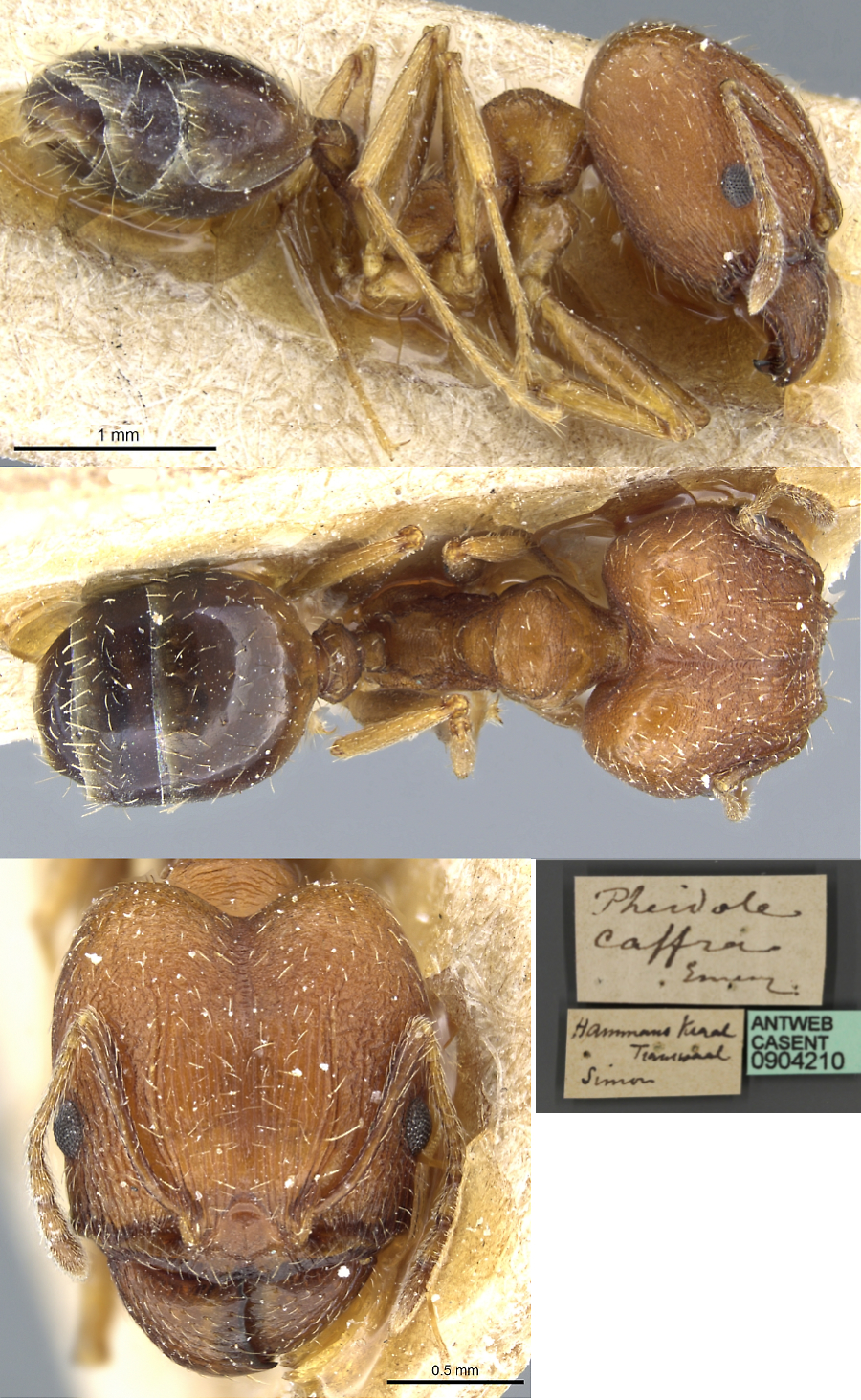 {Pheidole caffra major}