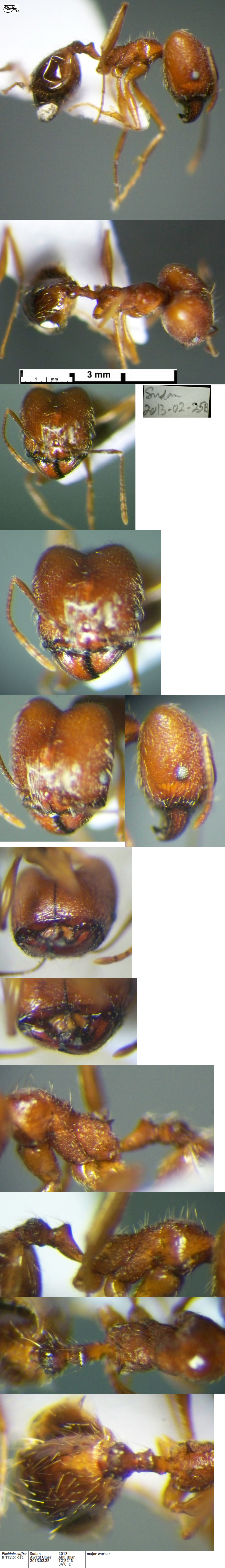 {Pheidole caffra major}