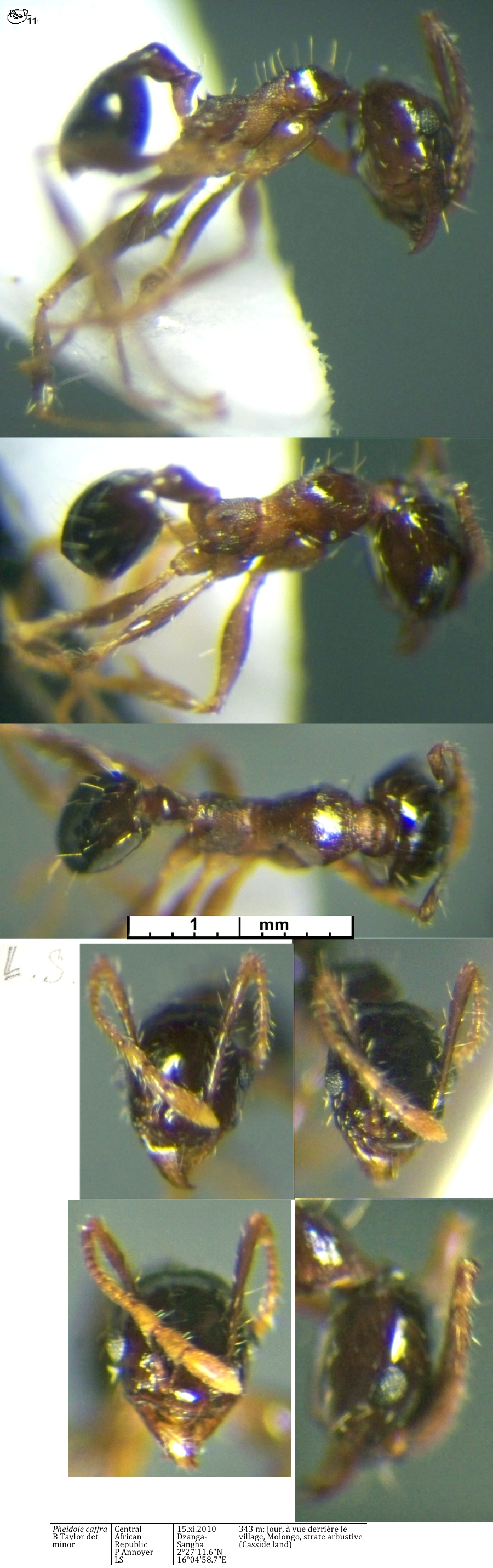 {Pheidole caffra minor}