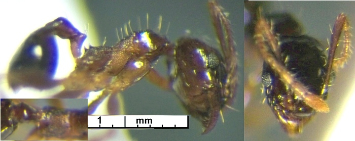 Pheidole caffra minor