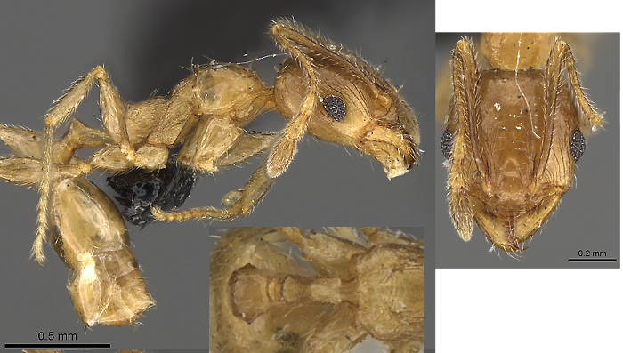 {Pheidole capensis minor}