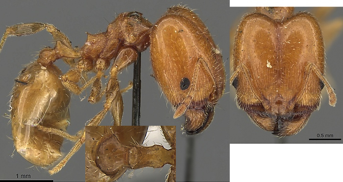 {Pheidole capensis}