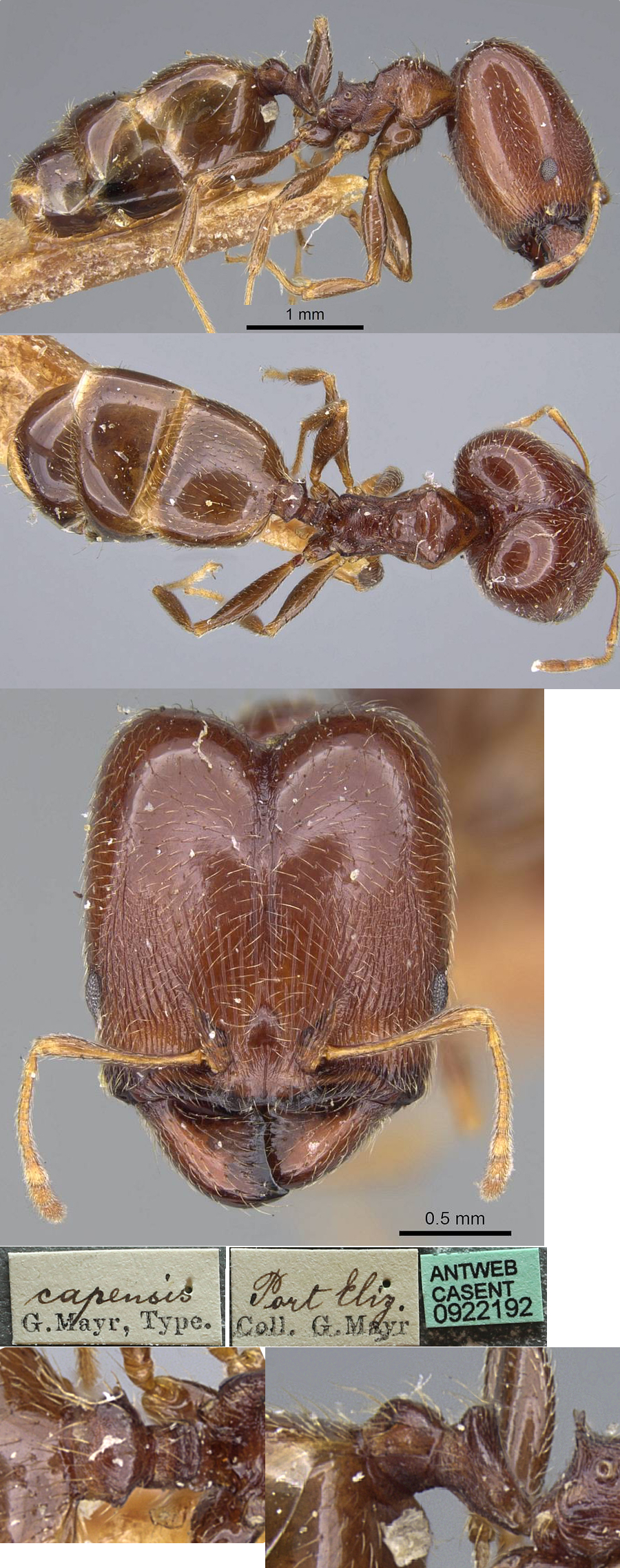 Pheidole capensis Cape major