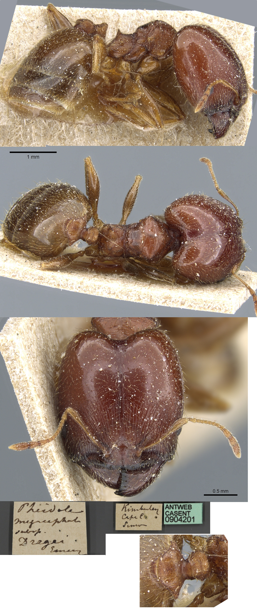 Pheidole dregei major