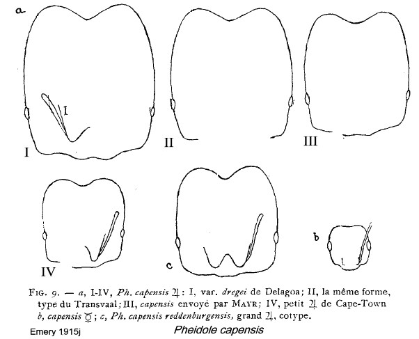 {Pheidole capensis heads}