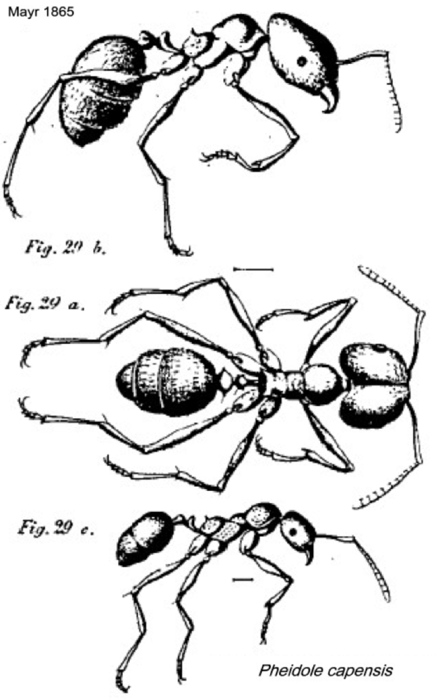 {Pheidole capensis}