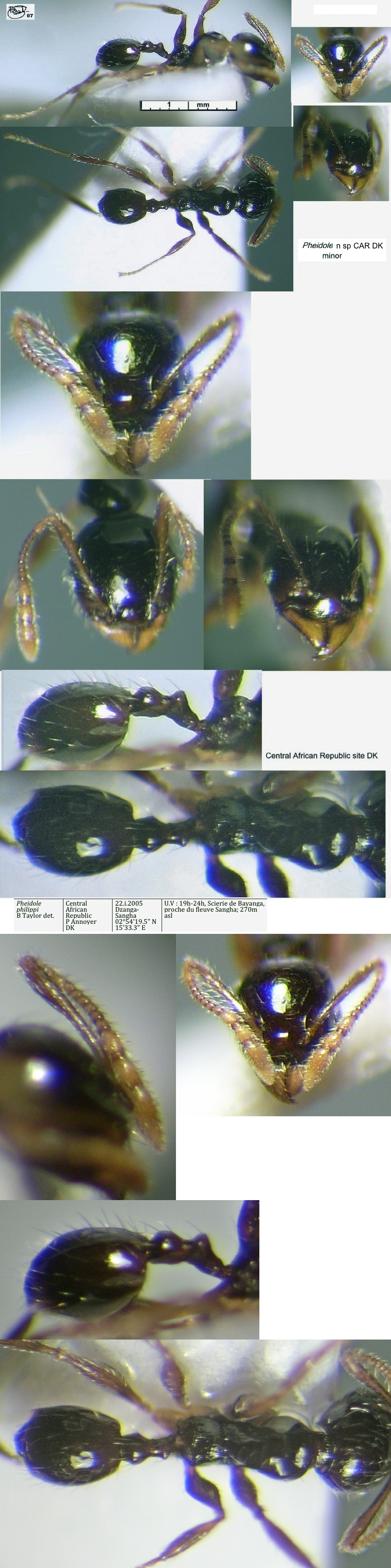 {Pheidole CAR DK minor}