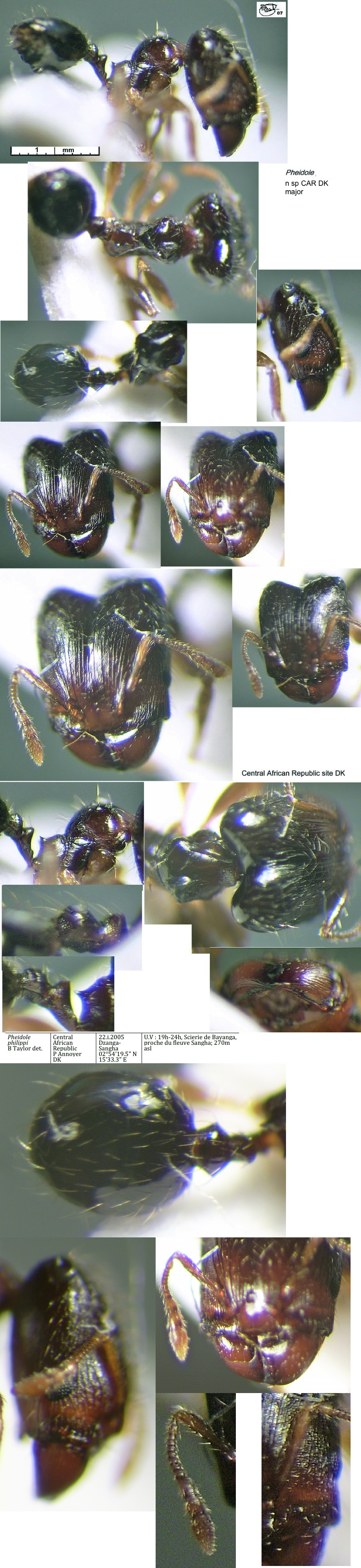 {Pheidole CAR DK major}