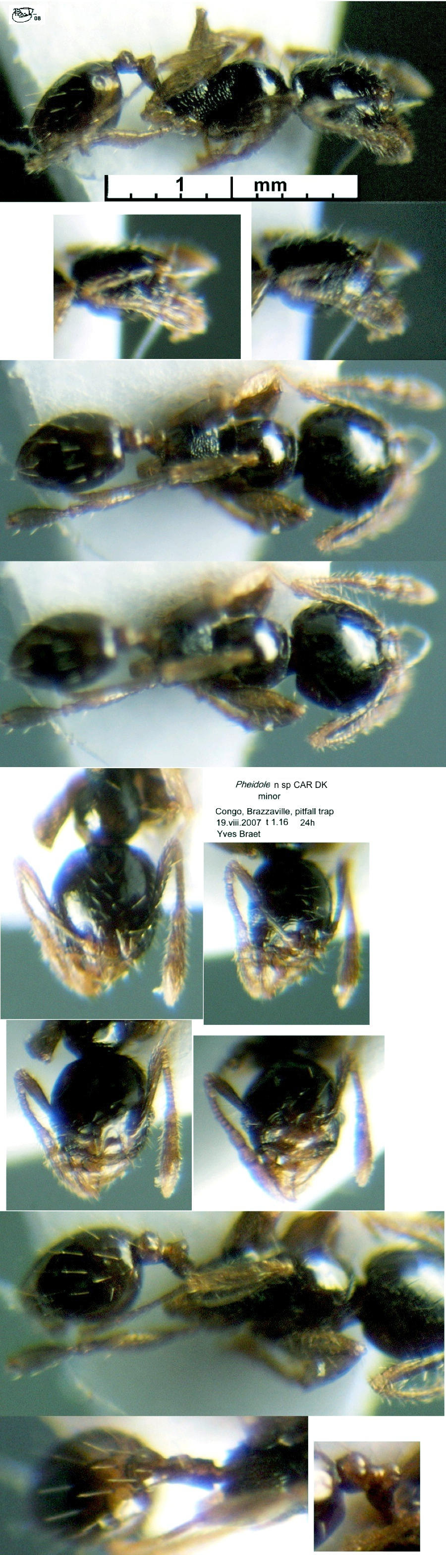{Pheidole philippi minor}