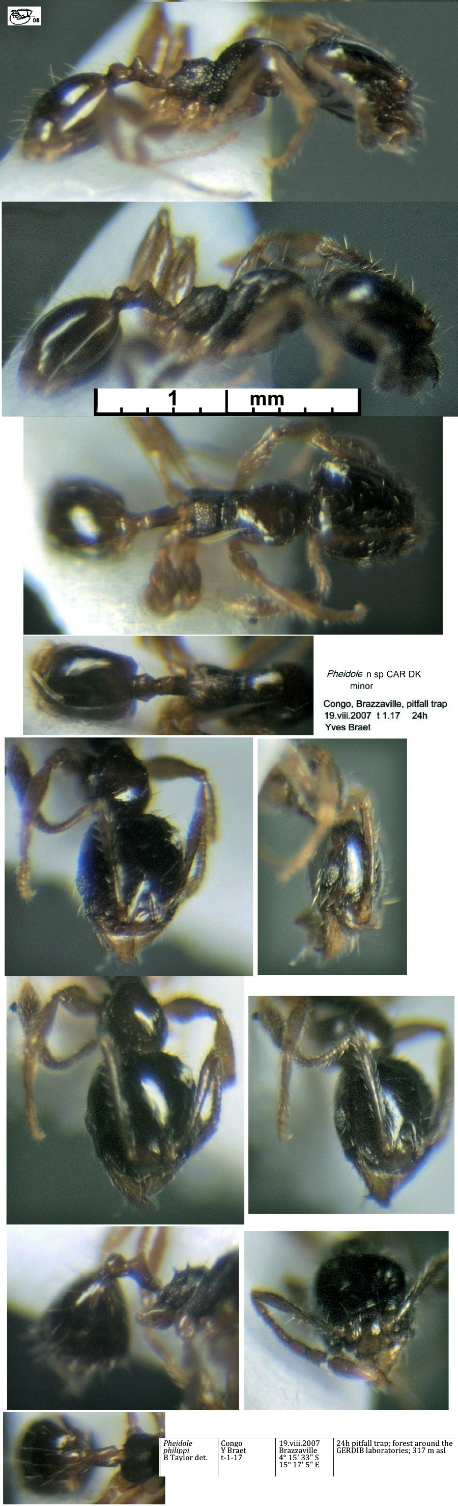 {Pheidole philippi minor}