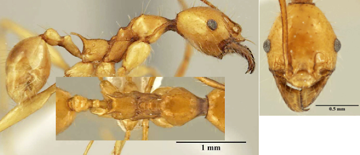Pheidole christinae