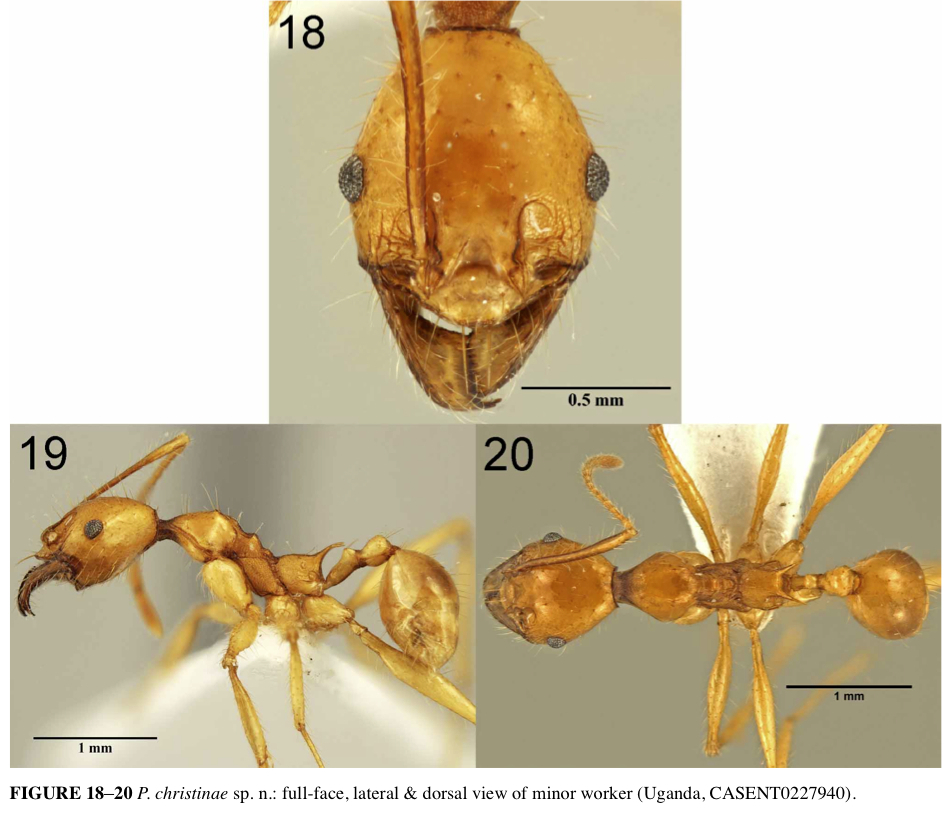 {Pheidole christinae minor}