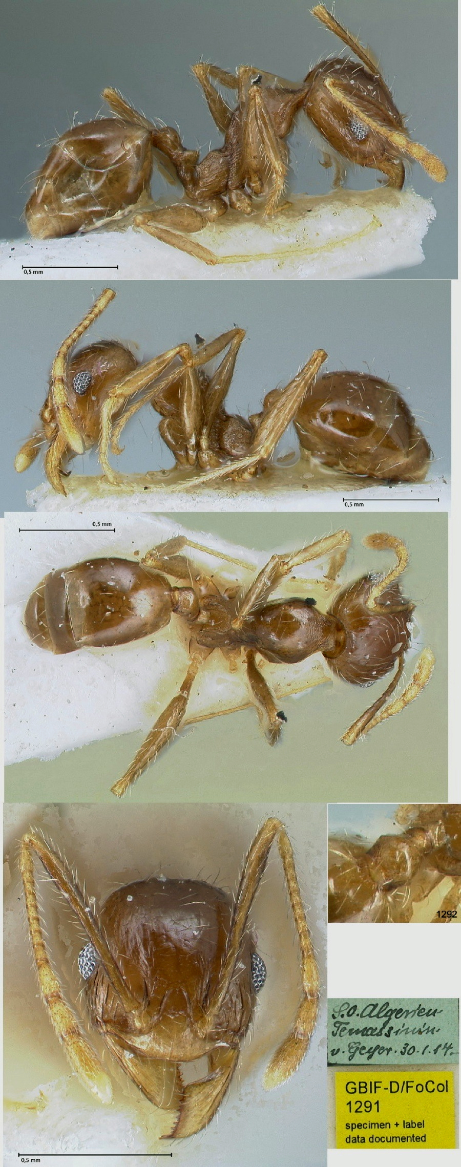 {Pheidole cicatricosa minor from Algeria}