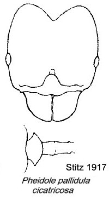 {Pheidole pallidula cicatricosa}