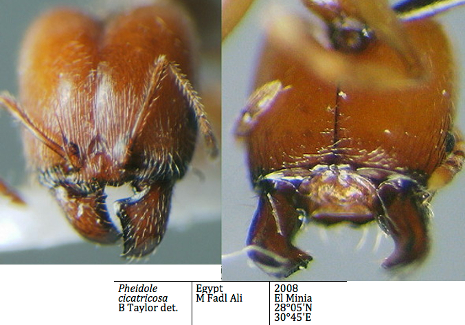 {Pheidole cicatricosa head}