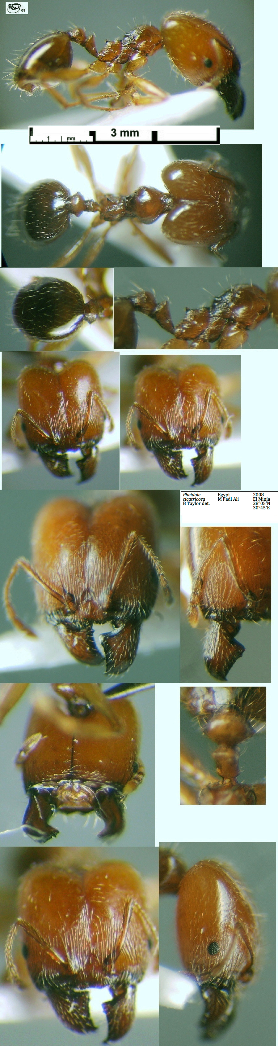 {Pheidole cicatricosa major El-Minia}