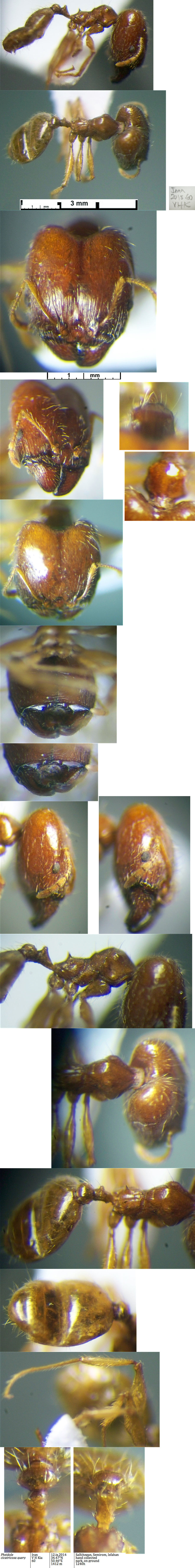 {Pheidole cicatricosa major}
