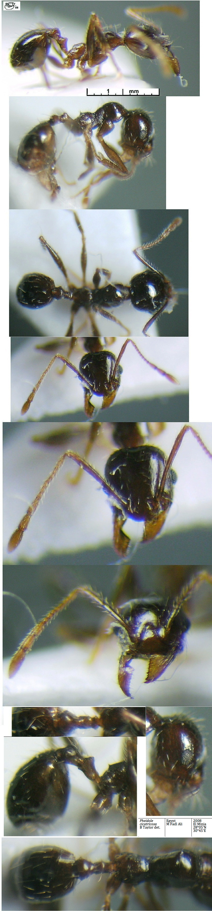 {Pheidole recticeps El-Minia minor}