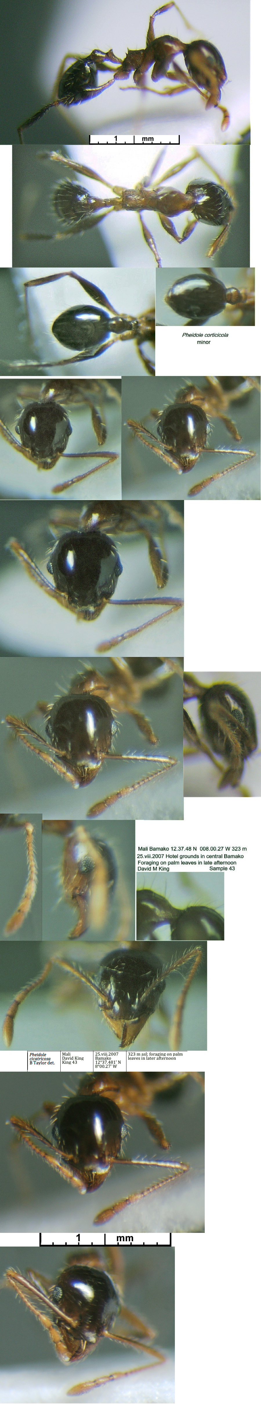 {Pheidole cicatricosa minor}