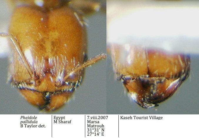 {Pheidole pallifula head}