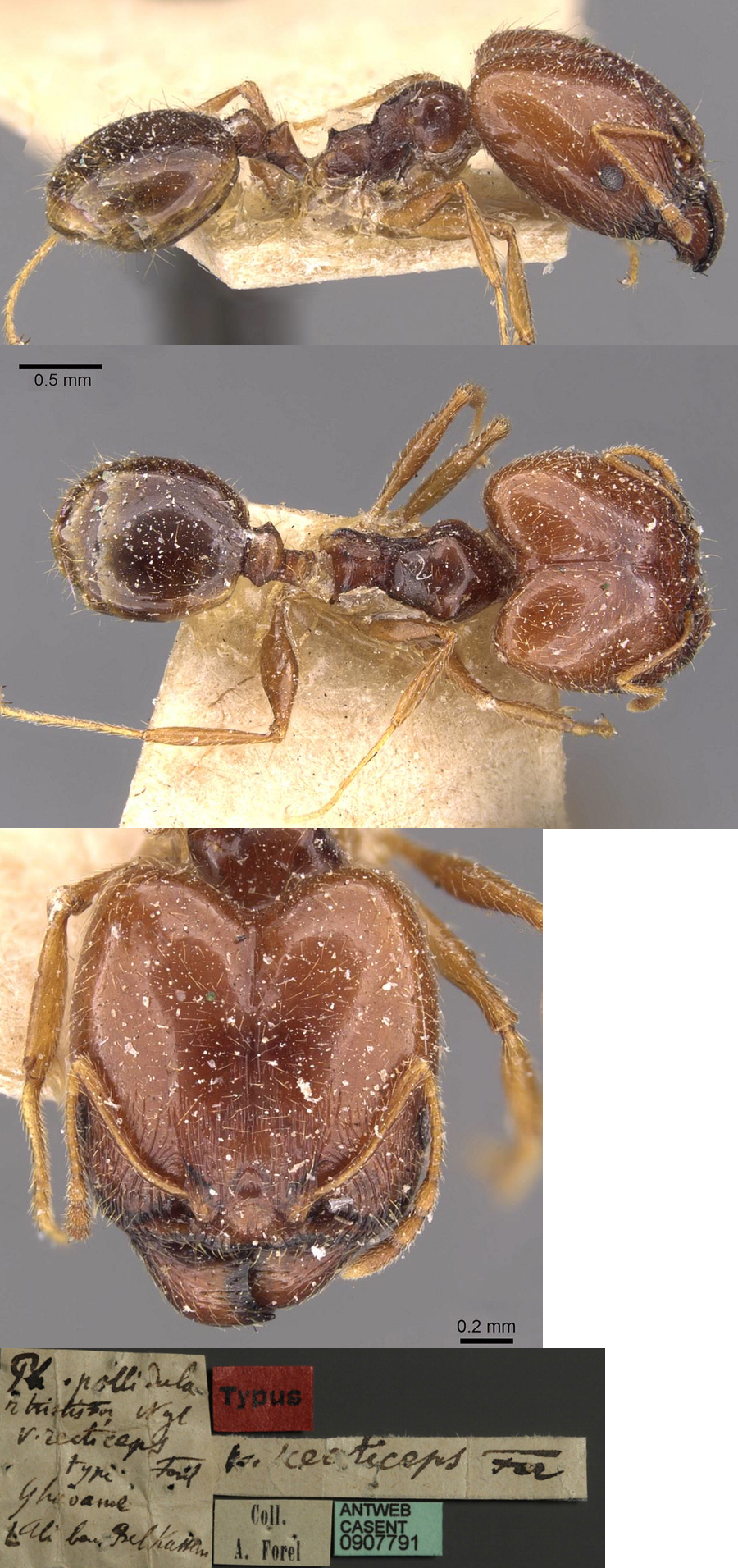 {Pheidole recticeps major}