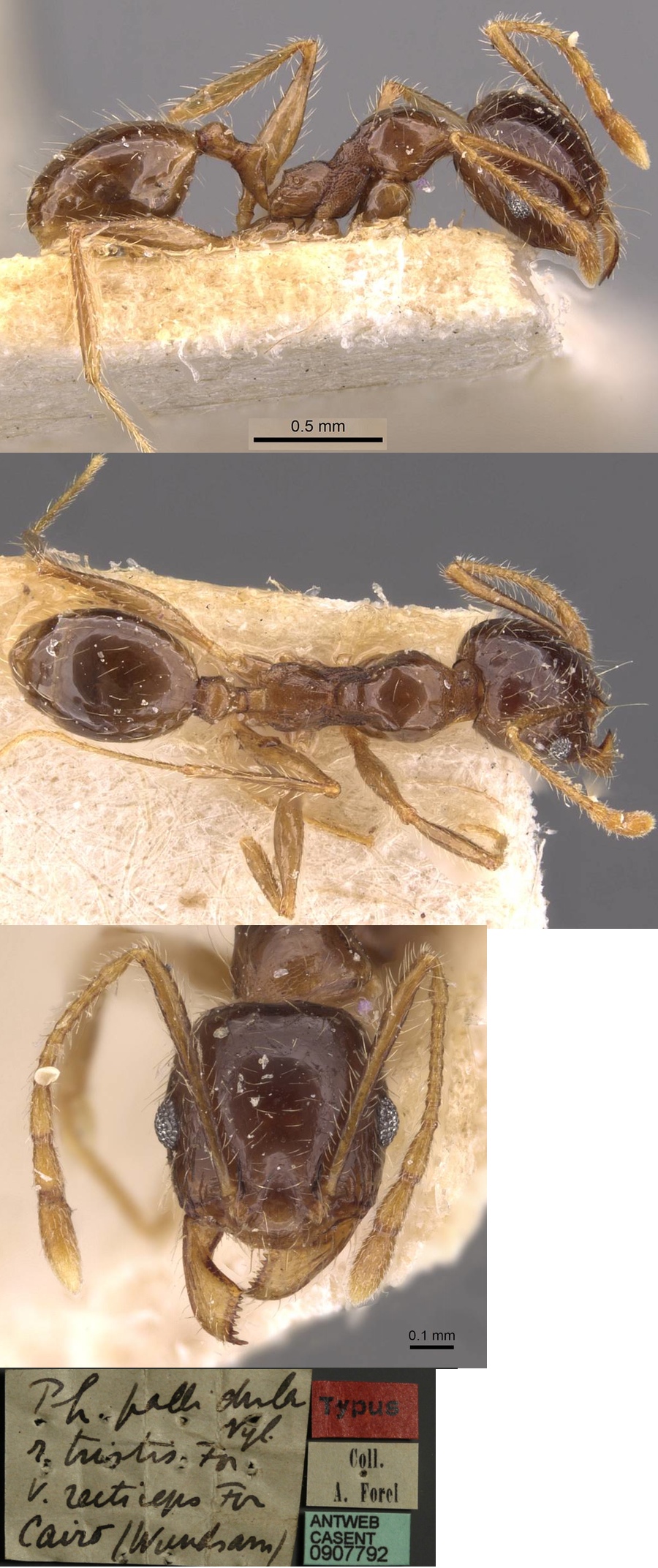 {Pheidole recticeps minor}