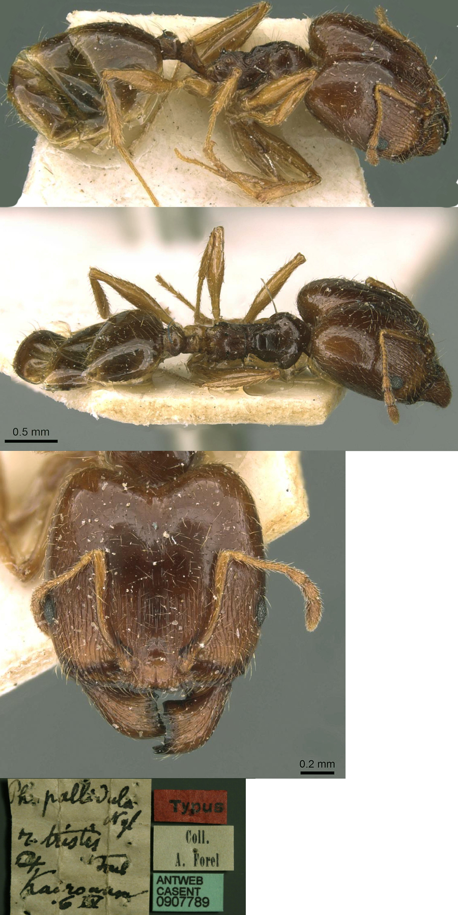 {Pheidole tristis major}
