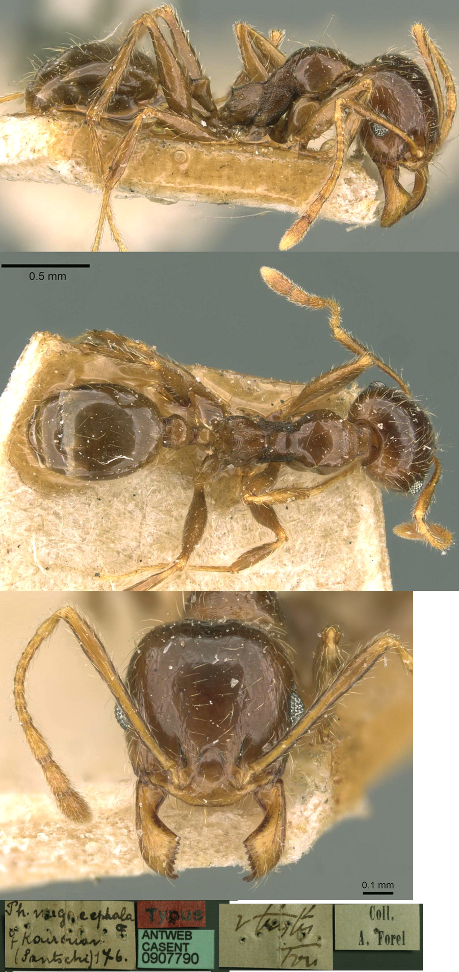 {Pheidole tristis minor}