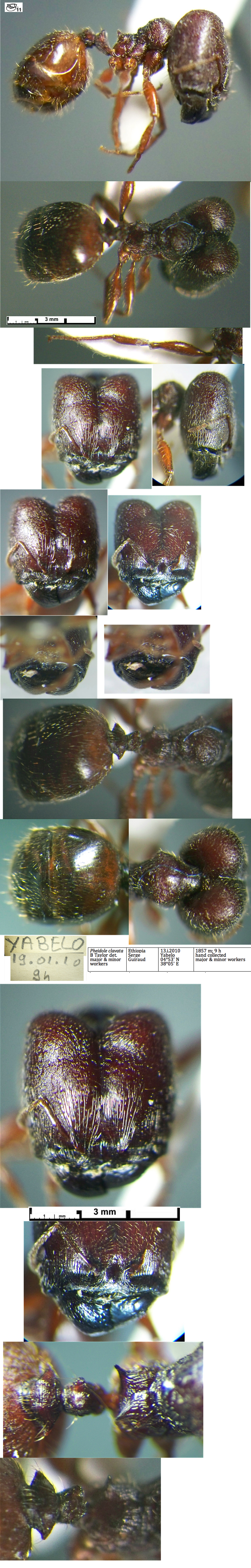 Pheidole clavata major